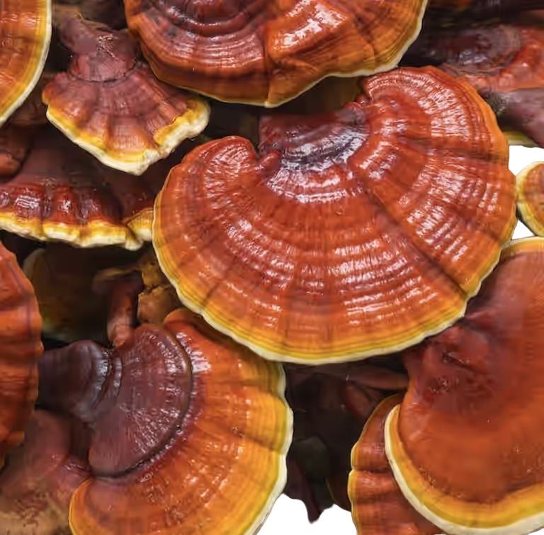 Reishi