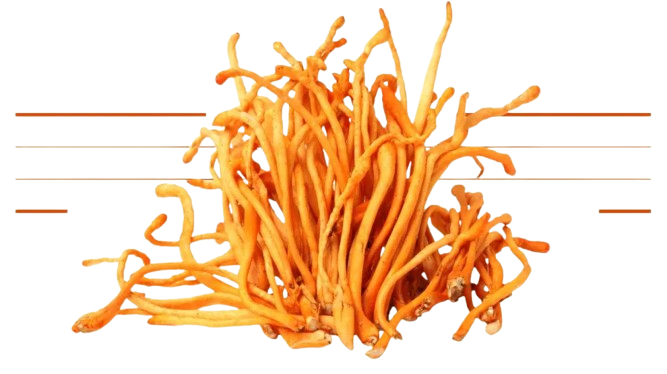 Cordyceps