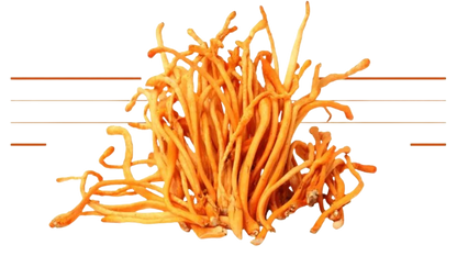 Cordyceps